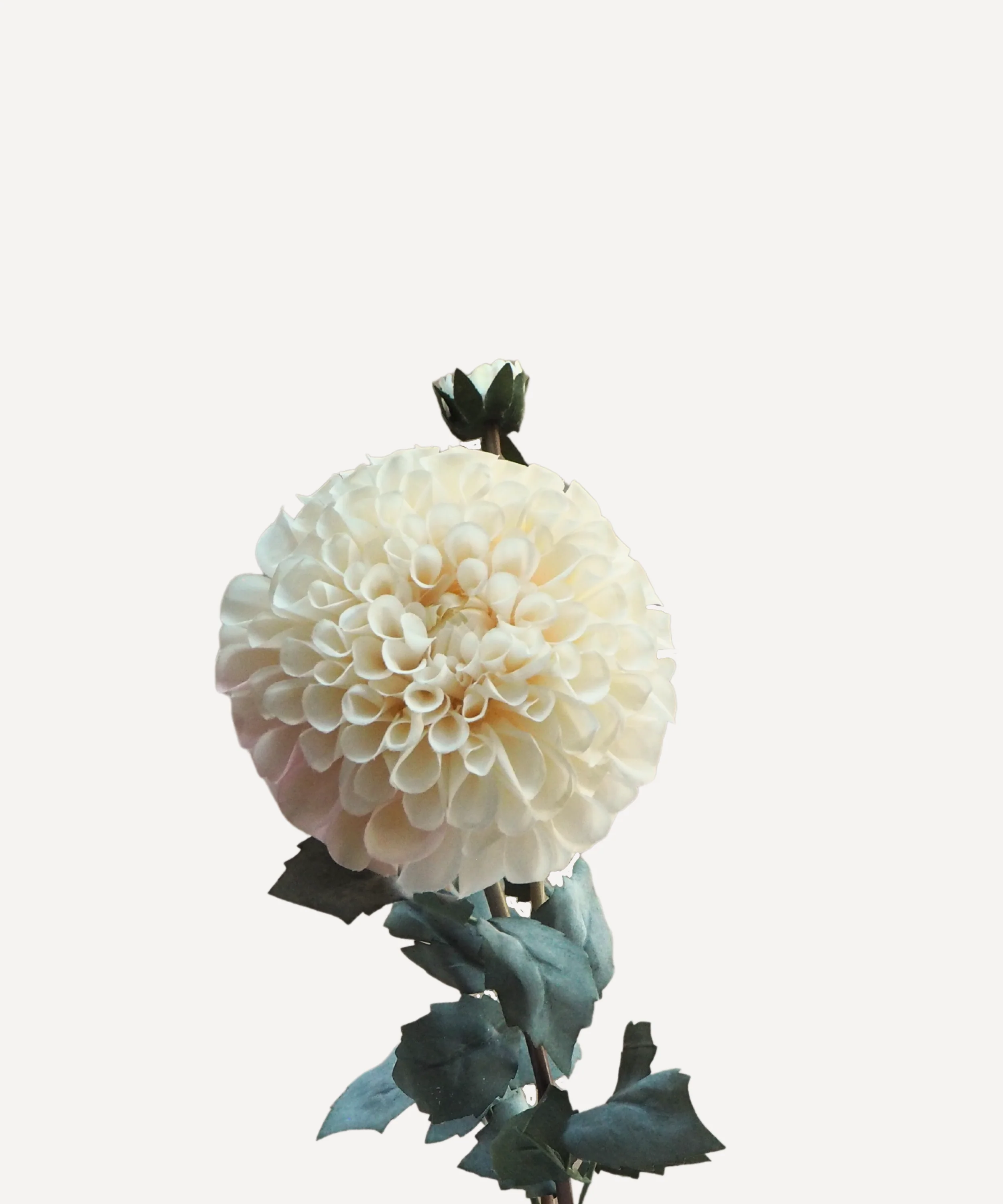 Pom Pom Dahlias - Faux Flower Stems - Blush Red, Soft Purple, Red, Cream - Image 14