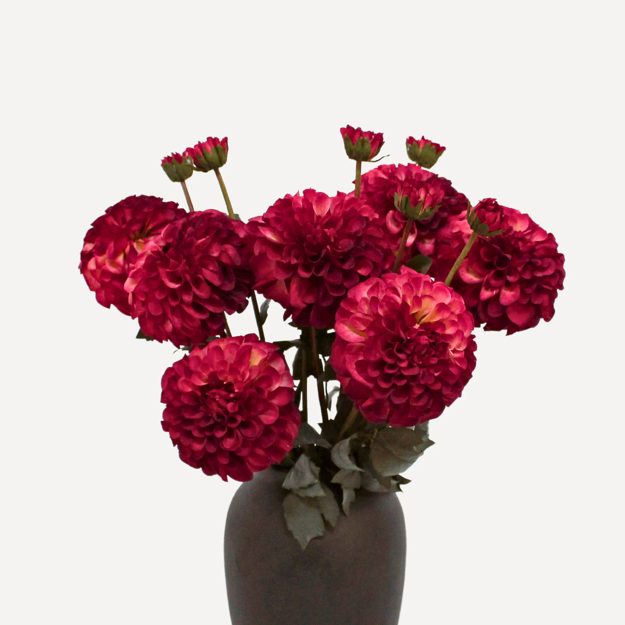 Pom Pom Dahlias - Faux Flower Stems - Blush Red, Soft Purple, Red, Cream - Image 6